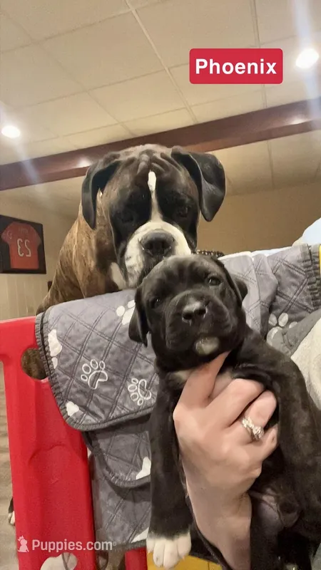 Phoenix (Red Boy) – Boxer, Cane Corso puppy for sale in Glendale Heights, IL