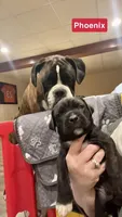 Phoenix (Red Boy), a male Boxer and Cane Corso for sale in Glendale Heights, IL – Photo 1 of 6