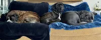 Phoenix (Red Boy), a male Boxer and Cane Corso for sale in Glendale Heights, IL – 10 of 10