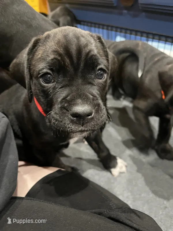 Phoenix (Red Boy) – Boxer, Cane Corso puppy for sale in Glendale Heights, IL