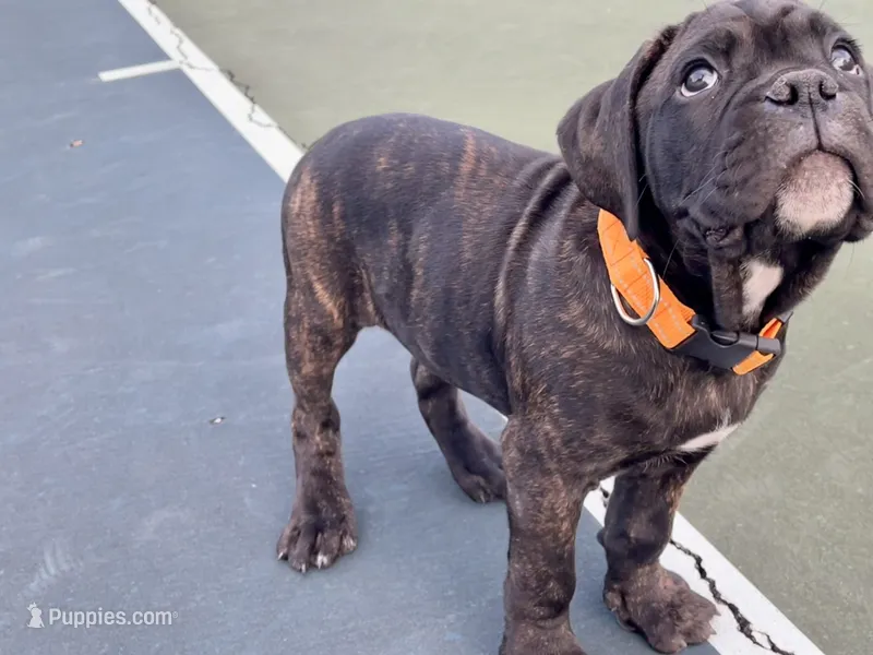 Ollivander (Orange Boy) – Boxer, Cane Corso puppy for sale in Glendale Heights, IL