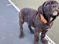 Ollivander (Orange Boy), a male Boxer and Cane Corso for sale in Glendale Heights, IL – 1 of 10