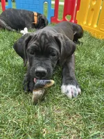 Phoenix (Red Boy), a male Boxer and Cane Corso for sale in Glendale Heights, IL – 2 of 10