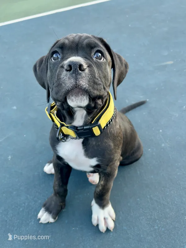 Myrtle (Yellow girl) – Boxer, Cane Corso puppy for sale in Glendale Heights, IL