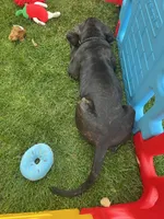Phoenix (Red Boy), a male Boxer and Cane Corso for sale in Glendale Heights, IL – 3 of 10