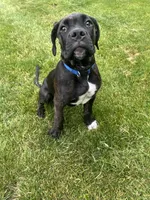 Pheonix (Boy), a male Boxer and Cane Corso for sale in Glendale Heights, IL – 2 of 10