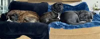 Ollivander (Orange Boy), a male Boxer and Cane Corso for sale in Glendale Heights, IL – 10 of 10