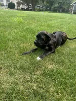 Pheonix (Boy), a male Boxer and Cane Corso for sale in Glendale Heights, IL – 9 of 10