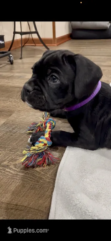 Minerva (Purple girl) – Boxer, Cane Corso puppy for sale in Glendale Heights, IL