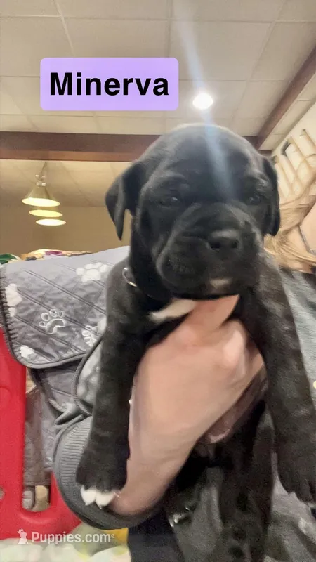 Minerva (Purple girl) – Boxer, Cane Corso puppy for sale in Glendale Heights, IL