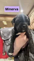 Minerva (Purple girl), a female Boxer and Cane Corso for sale in Glendale Heights, IL – Photo 1 of 4