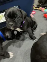 Minerva (Purple girl), a female Boxer and Cane Corso for sale in Glendale Heights, IL – Photo 4 of 4