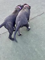 Minerva (Purple girl), a female Boxer and Cane Corso for sale in Glendale Heights, IL – 6 of 10