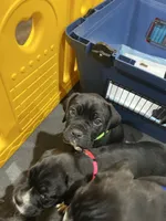 Clover (Green girl), a female Boxer and Cane Corso for sale in Glendale Heights, IL – Photo 2 of 4