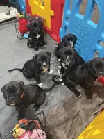 Clover (Green girl), a female Boxer and Cane Corso for sale in Glendale Heights, IL – Photo 3 of 4