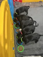 Clover (Green girl), a female Boxer and Cane Corso for sale in Glendale Heights, IL – Photo 4 of 4