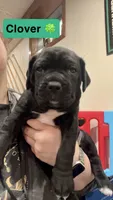 Clover (Green girl), a female Boxer and Cane Corso for sale in Glendale Heights, IL – Photo 1 of 4