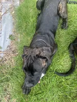 Pheonix (Boy), a male Boxer and Cane Corso for sale in Glendale Heights, IL – 7 of 10