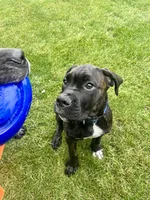 Pheonix (Boy), a male Boxer and Cane Corso for sale in Glendale Heights, IL – 9 of 10