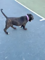 Minerva (Purple girl), a female Boxer and Cane Corso for sale in Glendale Heights, IL – 4 of 10