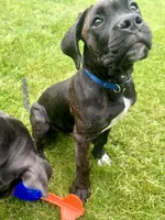 Pheonix (Boy), a male Boxer and Cane Corso for sale in Glendale Heights, IL – 3 of 10