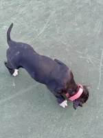 Bellatrix (Pink girl), a female Boxer and Cane Corso for sale in Glendale Heights, IL – 7 of 10