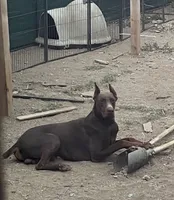 Stormy, a female Doberman Pinscher for sale in Moreno Valley, CA – 5 of 6