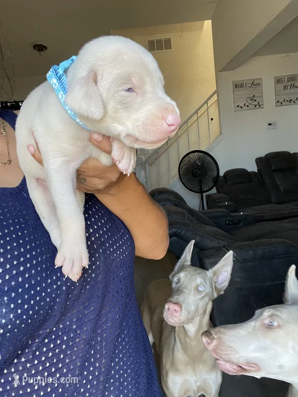 Mister – Doberman Pinscher puppy for sale in Moreno Valley, CA