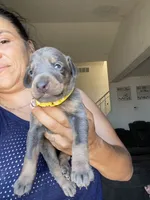 Stormy, a female Doberman Pinscher for sale in Moreno Valley, CA – 3 of 6