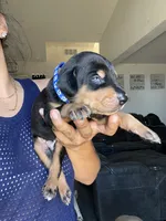 Barry, a male Doberman Pinscher for sale in Moreno Valley, CA – 4 of 7