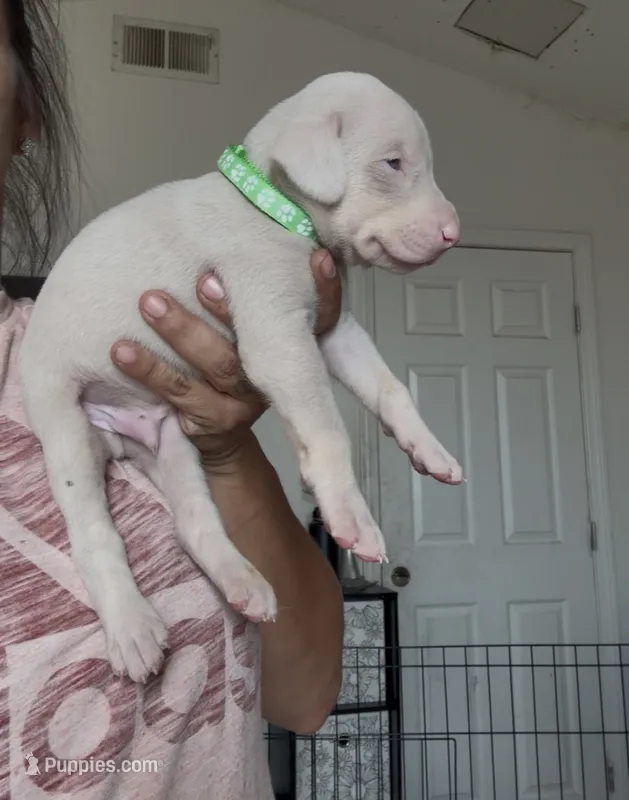 Me.Green – Doberman Pinscher puppy for sale in Moreno Valley, CA