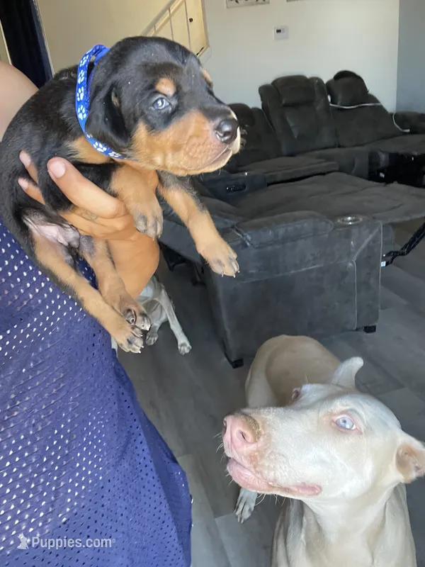 Barry – Doberman Pinscher puppy for sale in Moreno Valley, CA