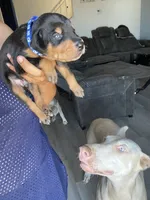 Barry, a male Doberman Pinscher for sale in Moreno Valley, CA – 1 of 7