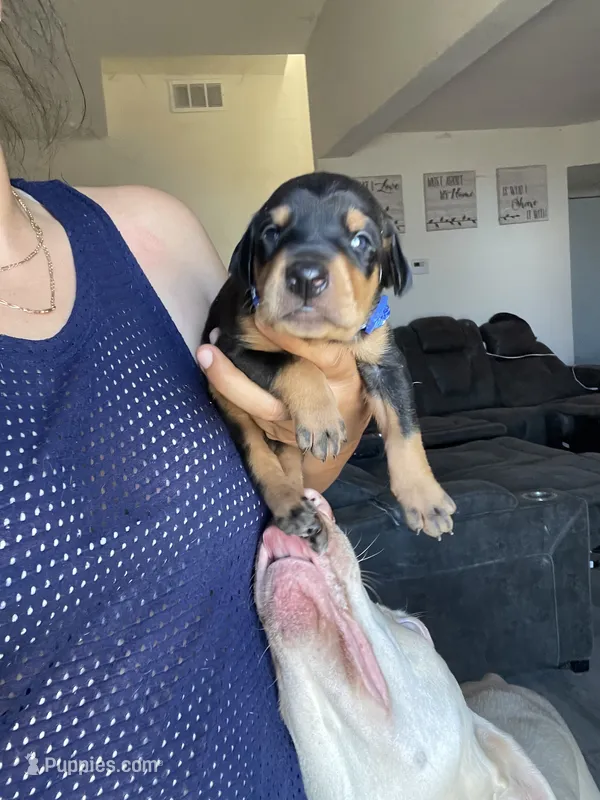 Cole – Doberman Pinscher puppy for sale in Moreno Valley, CA