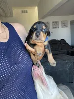 Barry, a male Doberman Pinscher for sale in Moreno Valley, CA – 2 of 7