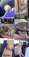 Teddy, a male Doberman Pinscher for sale in Moreno Valley, CA – 6 of 7