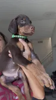 Teddy, a male Doberman Pinscher for sale in Moreno Valley, CA – 5 of 7