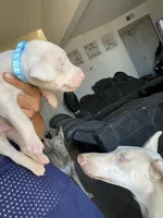 Mister, a male Doberman Pinscher for sale in Moreno Valley, CA – 3 of 7