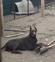 Cole, a male Doberman Pinscher for sale in Moreno Valley, CA – 4 of 4
