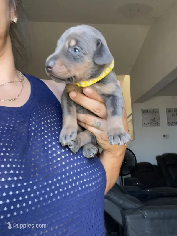 Stormy – Doberman Pinscher puppy for sale in Moreno Valley, CA