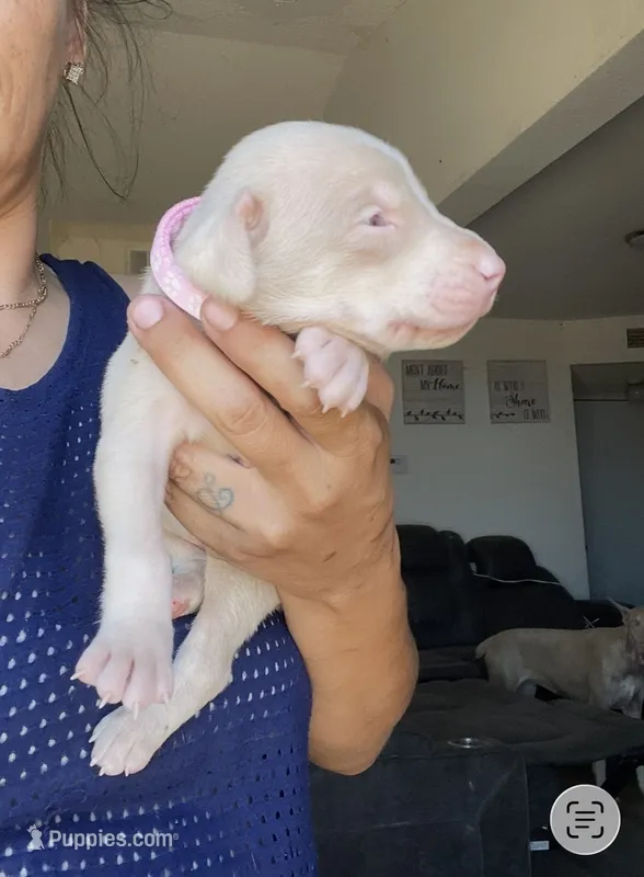 Princess – Doberman Pinscher puppy for sale in Moreno Valley, CA