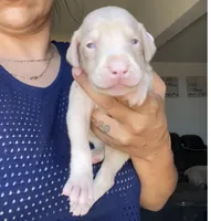 Princess, a female Doberman Pinscher for sale in Moreno Valley, CA – 7 of 10