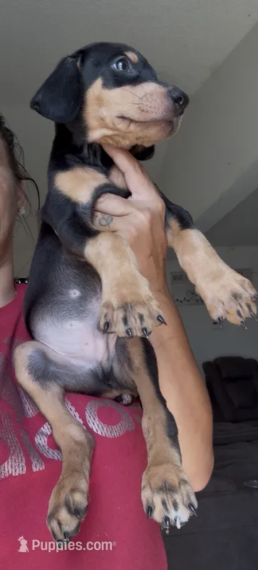Cole – Doberman Pinscher puppy for sale in Moreno Valley, CA
