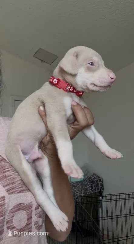 Mr.Red – Doberman Pinscher puppy for sale in Moreno Valley, CA