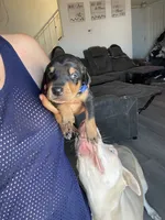 Barry, a male Doberman Pinscher for sale in Moreno Valley, CA – 3 of 7