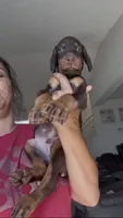 Teddy, a male Doberman Pinscher for sale in Moreno Valley, CA – 3 of 7
