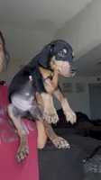 Cole, a male Doberman Pinscher for sale in Moreno Valley, CA – 2 of 4