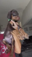 Teddy, a male Doberman Pinscher for sale in Moreno Valley, CA – 2 of 7