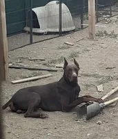 Mister, a male Doberman Pinscher for sale in Moreno Valley, CA – 6 of 7