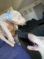 Mister, a male Doberman Pinscher for sale in Moreno Valley, CA – 2 of 7